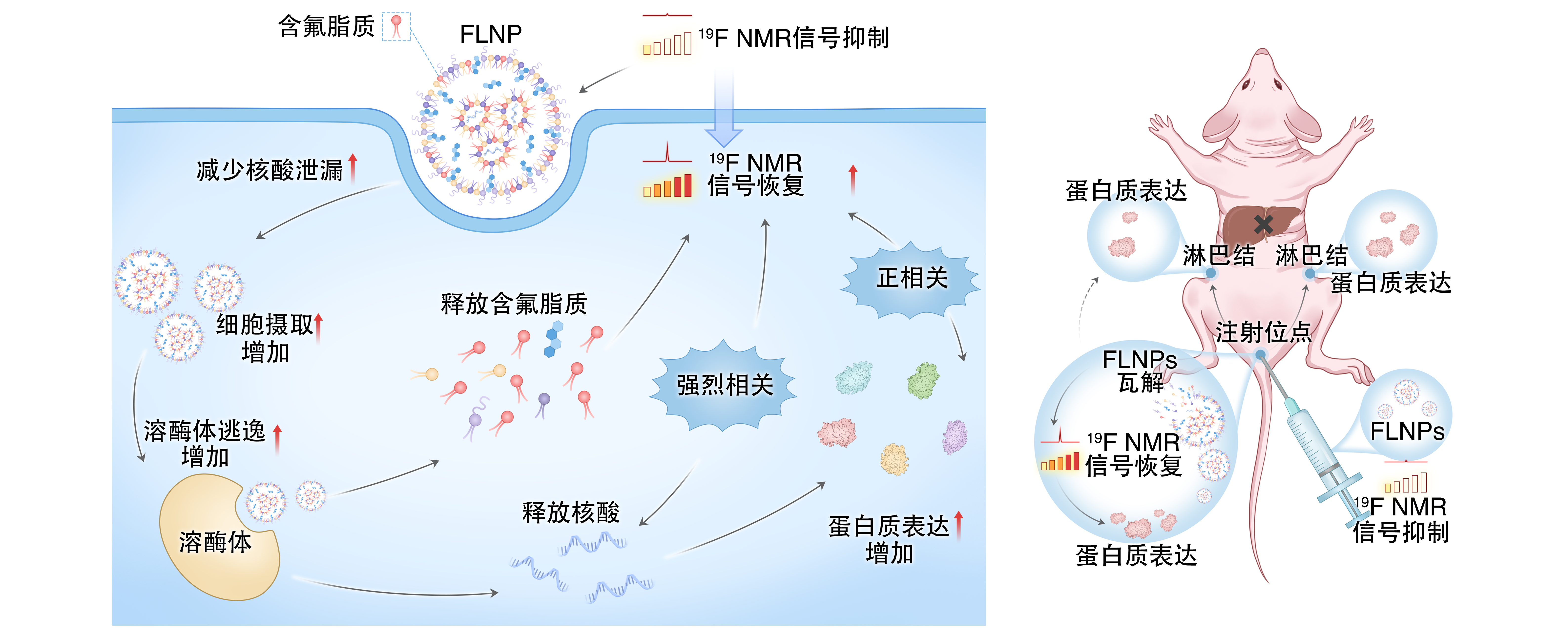 让 mRNA 在体内“看得见” 巅峰国际在mRNA疫苗递送研究方面取得重要进展